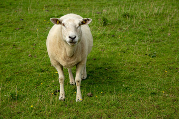 Naklejka na ściany i meble sheep in northern Germany on the pasture of the dike on the coast
