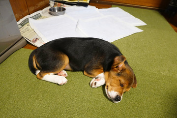 犬　中型犬　子犬　ビーグル　室内　家庭犬　寝る犬