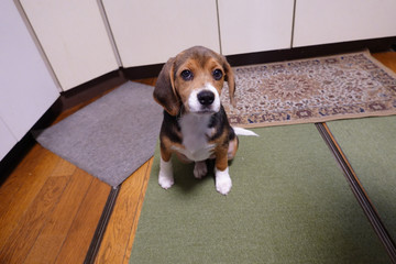 犬　中型犬　子犬　ビーグル　室内　家庭犬　カメラ目線