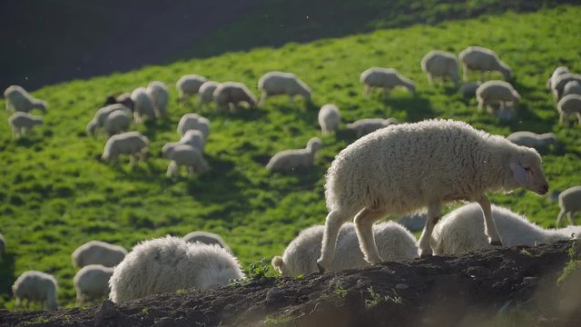 Sheeps against the backdrop of the beautiful landscapes 4k