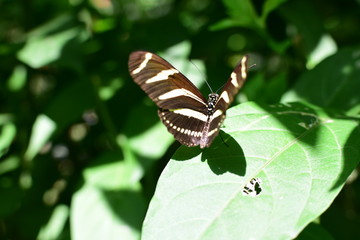  Heliconius charitonia butterfly (Linnaeus 1767) Medellin Colombia