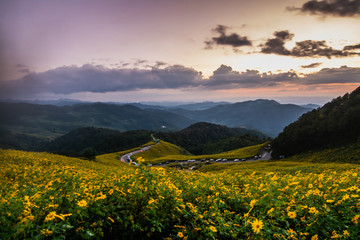 Obraz premium Landscape nature flower Tung Bua Tong Mexican sunflower field ,Mae Hong Son,Thailand