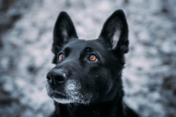 black  dog