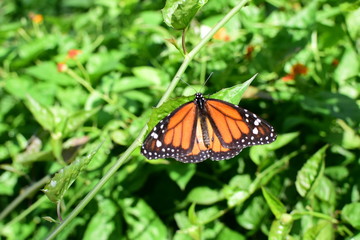 Monarch butterfly Danaus plexippus megalipe (Hübner 1826) Medellin Colombia