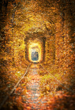 old railway with a train in tunnel of love during autumn time. Orange background imaga of fall.
