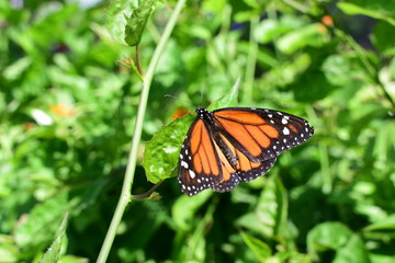  Monarch butterfly Danaus plexippus megalipe (Hübner 1826) Medellin Colombia