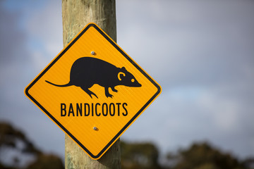 Close-up view of roadside yellow warning signs alerting motorists to the prescence of Bandicoots in...