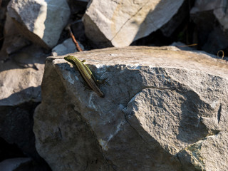 Tailless lizard in green and gold tones