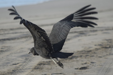Zopilote tomando vuelo en la Playa de Acapulco