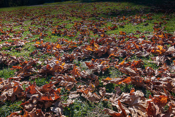 carpet of fallen leaves from maples in pacific northwest in autumn