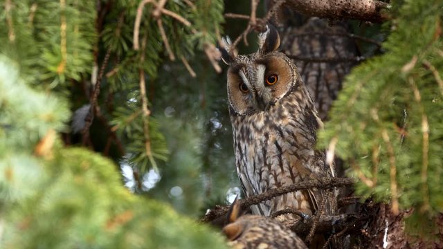 Long-eared owl (Asio otus) perching in tree
