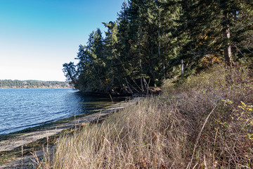forest with walking path leading along the edge of the puget sound
