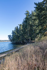 forest with walking path leading along the edge of the puget sound