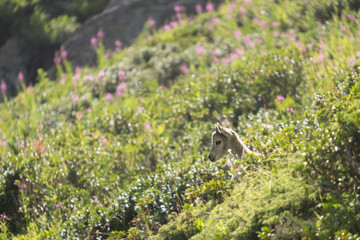 Baby Ibex in Spring