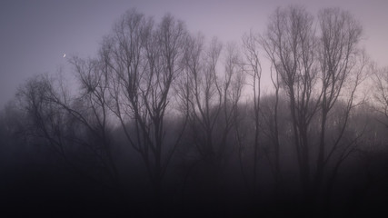 Fototapeta na wymiar Misty Treescape