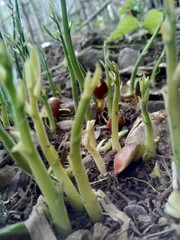 Obraz premium Jack fruit seeds (semen) grow up in the nature