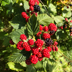 Sunlit Blackberries