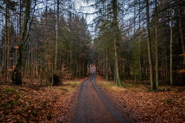 Sauerländer Wald
