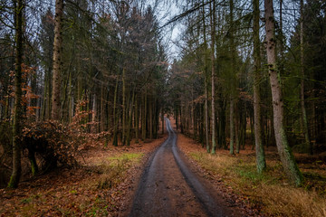 Obraz premium Sauerländer Wald