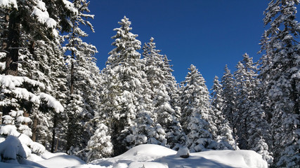 verschneite Winterlandschaft