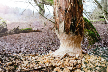 old tree gnawed by beavers. renewal of forest