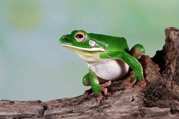Whitelipped frog sitting on wood looking around and ready to jump