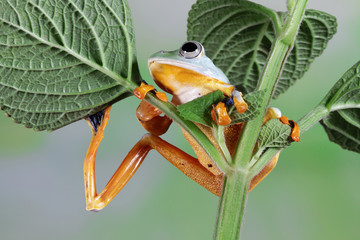 Flying frog on green leaves, beautiful tree frog on branch, rachophorus reinwardtii, Javan tree...