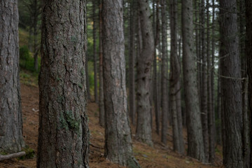 Forest Depth of field