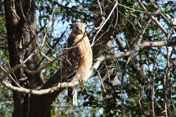 Hawk
