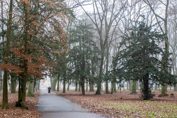 The park is in the fog in autumn