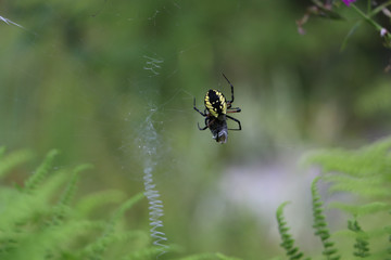 Garden spider with prey