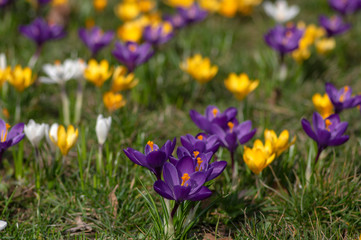 Field of flowering crocus vernus plants, group of bright colorful early spring flowers in bloom