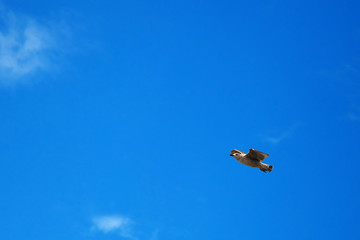 A lonely seagull in the sky, a bird soars beautifully among the clouds, against the blue sky, there is space for text, an atmosphere of solitude, the bird hunts