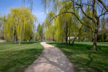 Public park in early spring, nature beginning turn to green, romantic pathway scene with branches, willow alley