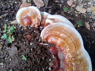 Ganoderma applanatum grow up in the wood. still hanging on the plant