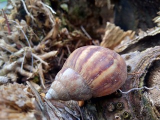 Snail (Achatina fulica) in the nature hide in his shell