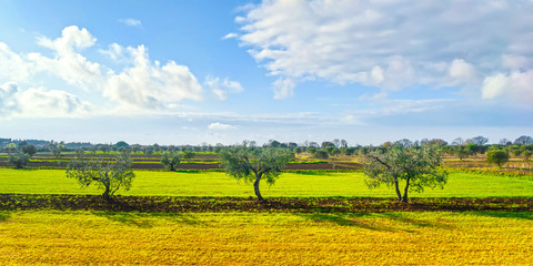 Three olive trees and countryside panorama in Tuscany. Cecina, Livorno, Italy