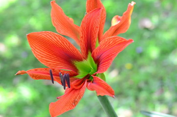 Colorful flowers in the mountains of Colombia