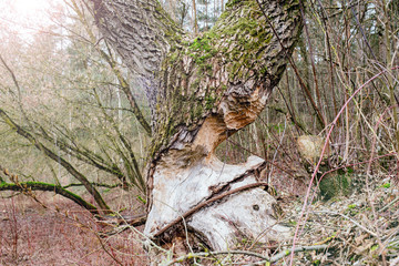 tree gnawed by beavers. concept renewal of forest