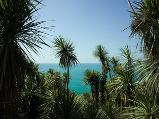 Fototapeta na wymiar palm trees on background of blue sky