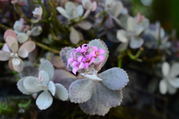 Colorful flowers in the mountains of Colombia