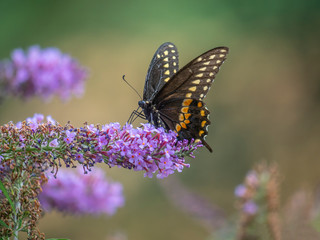 Black swallowtail butterfly in summer