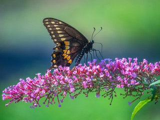 Black swallowtail butterfly in summer