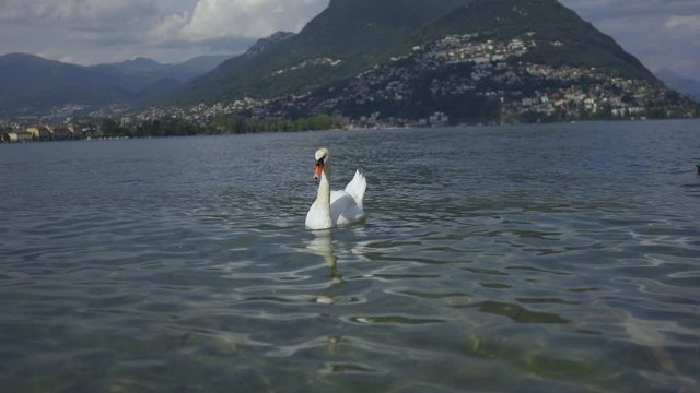 a swan swimming by the lakeshore at sunset with city of Lugano in the background and other swans passing by. a swan is white color. 