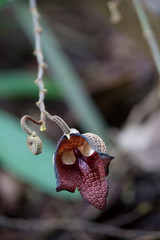 Aristolochia salvadoriensis im botanischen Garten