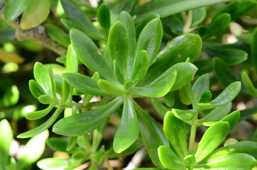  Background of succulent plants of variety of colors