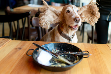 Funny portrait of happy cocker spaniel puppy sitting on chair in caffe with ears stretched wide and...