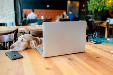 Cocker spaniel dog sitting in chair in caffe with her muzzle luing on the table in front of laptop. Conceptual photo of breeding puppy in co working space.