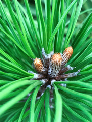 Pine needles - Macro