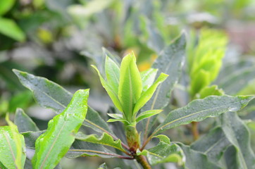  Background of native plants of the mountains of Colombia